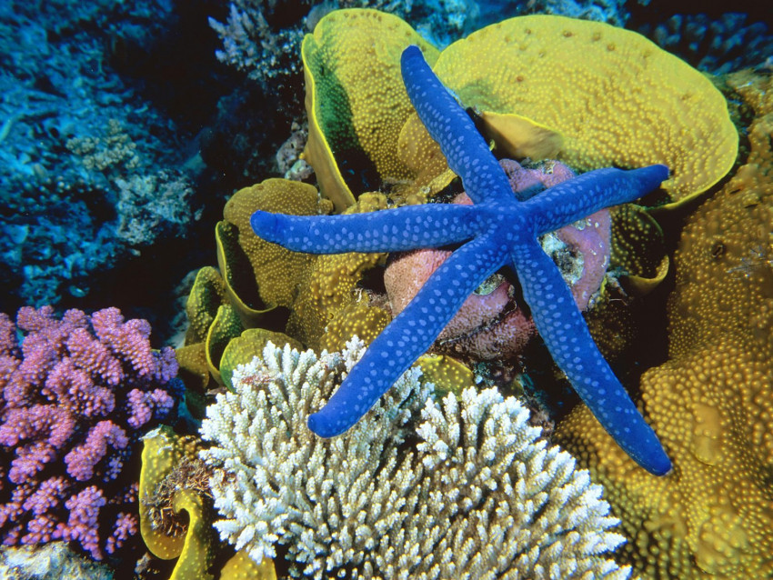Tapeta Blue Linckia Sea Star, Great Barrier Reef, Australia.jpg
