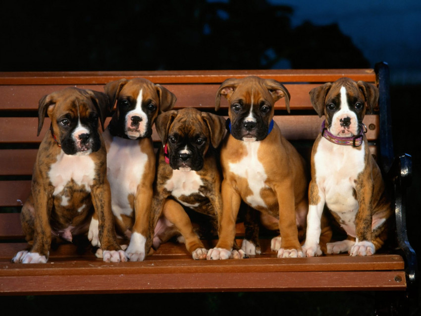 Tapeta Boxer Puppies.jpg