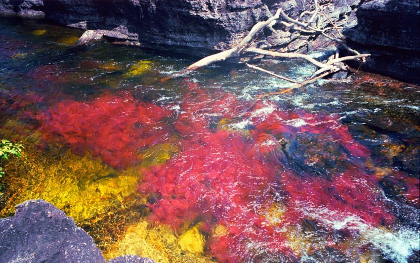 Tapeta Caño Cristales