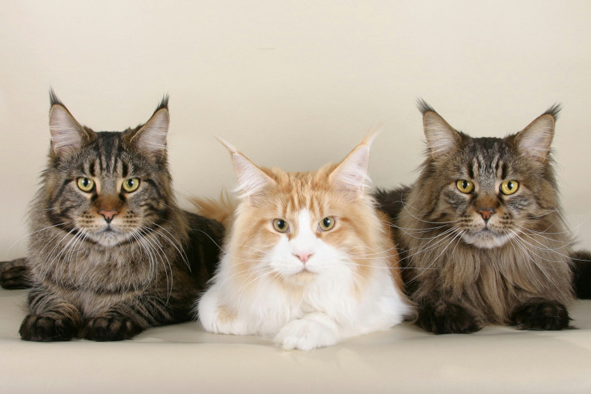 Tapeta Cats Maine Coon
