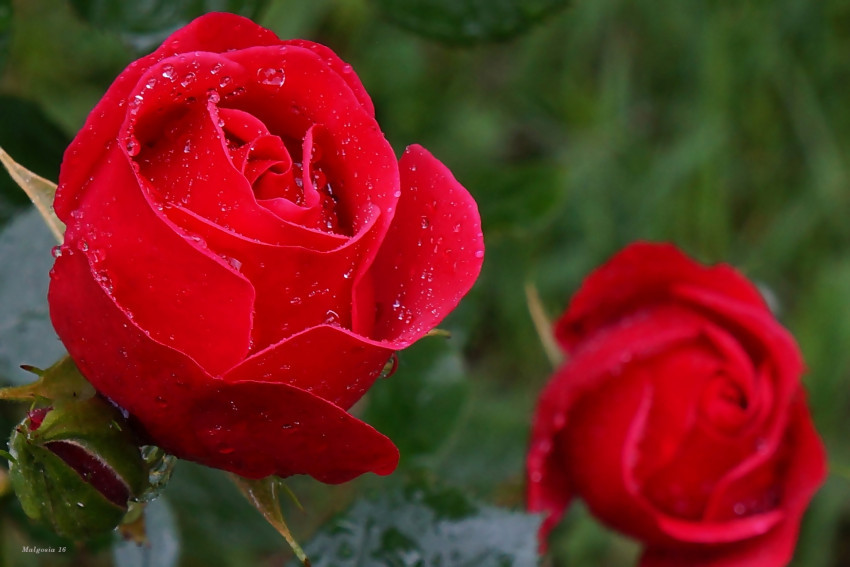 Tapeta Czerwone róże