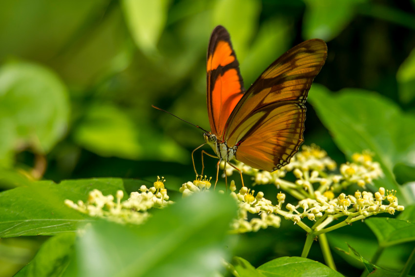 Tapeta Czerwony motyl spija nektar z kwiatów