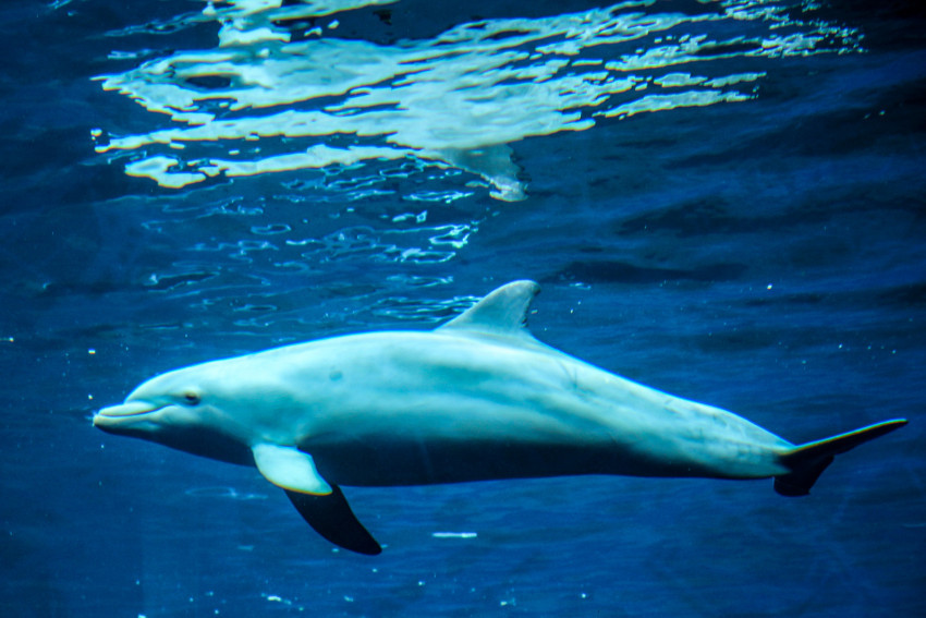Tapeta Delfin w oceanie