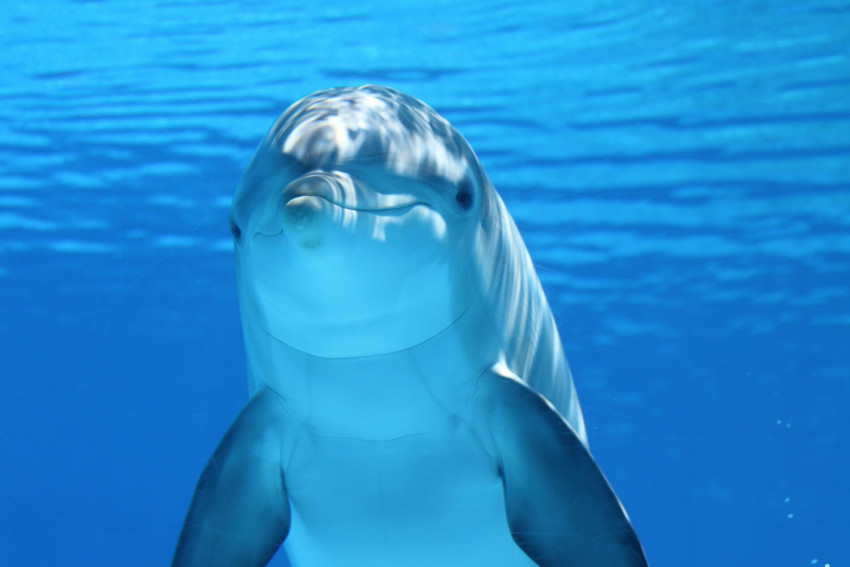 Tapeta Delfin w wodzie