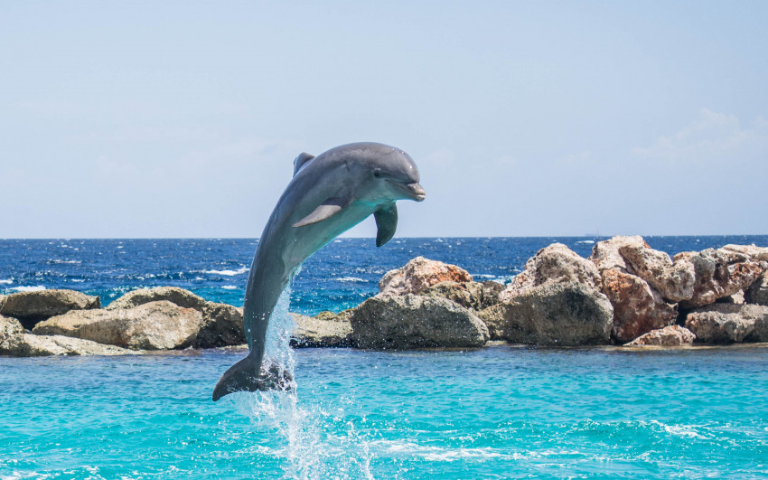 Tapeta Delfin wyskakujący nad wodę