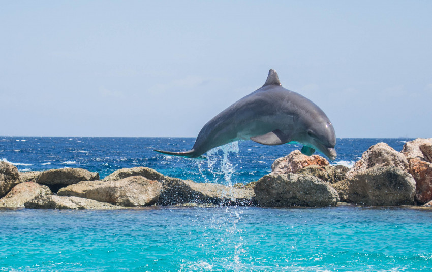 Tapeta Delfin wyskoczył nad wodę