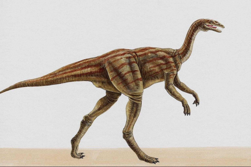 Tapeta dinozaury (33).jpg