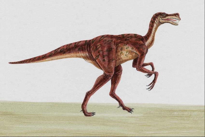 Tapeta dinozaury (35).jpg