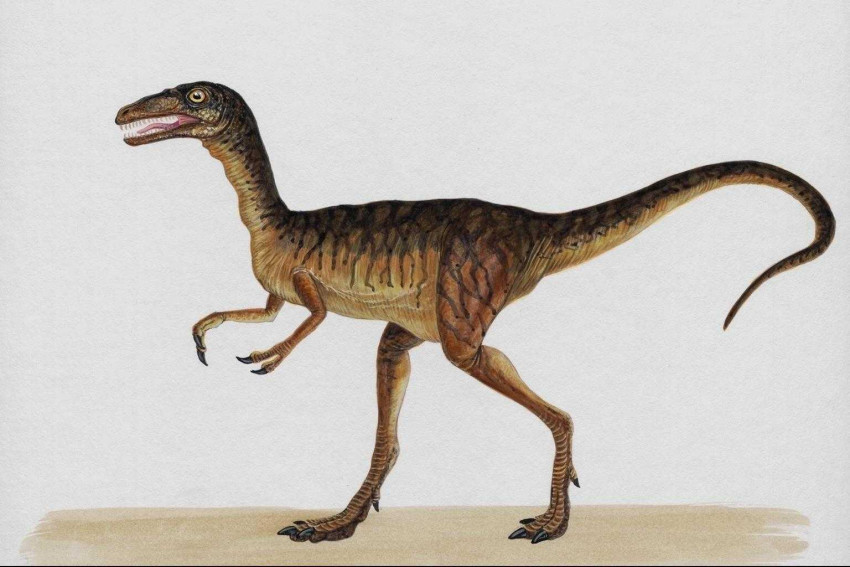 Tapeta dinozaury (54).jpg