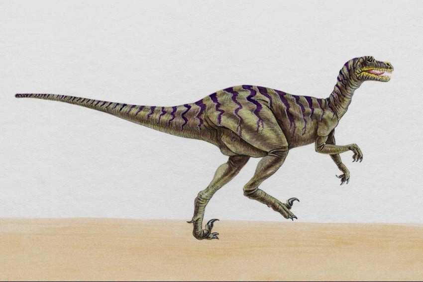 Tapeta dinozaury (55).jpg