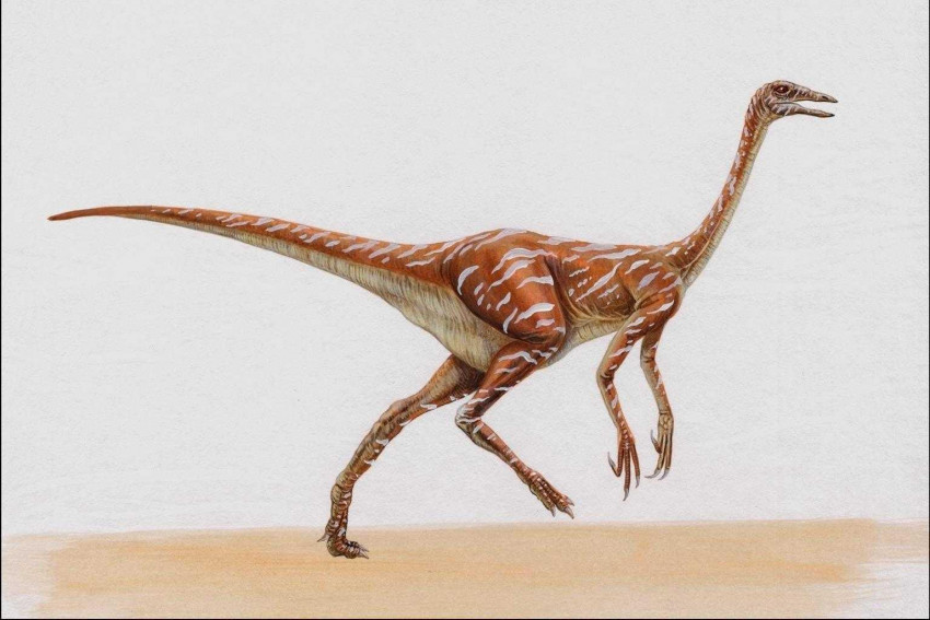 Tapeta dinozaury (6).jpg