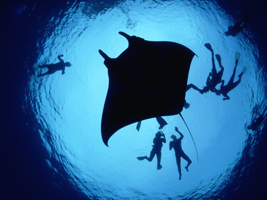 Tapeta Divers With a Giant Manta Ray.jpg