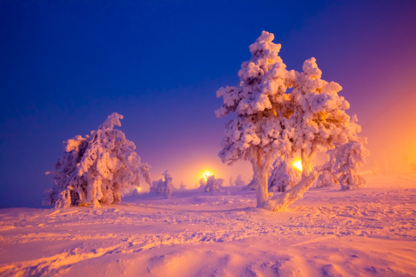 Tapeta Drzewa pokryte śniegiem