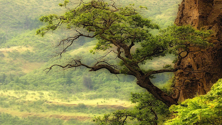 Tapeta drzewo na wzgórzu