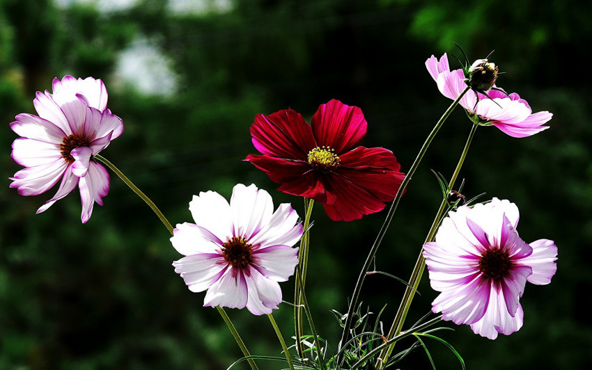 Tapeta Foto z kwiatami 58
