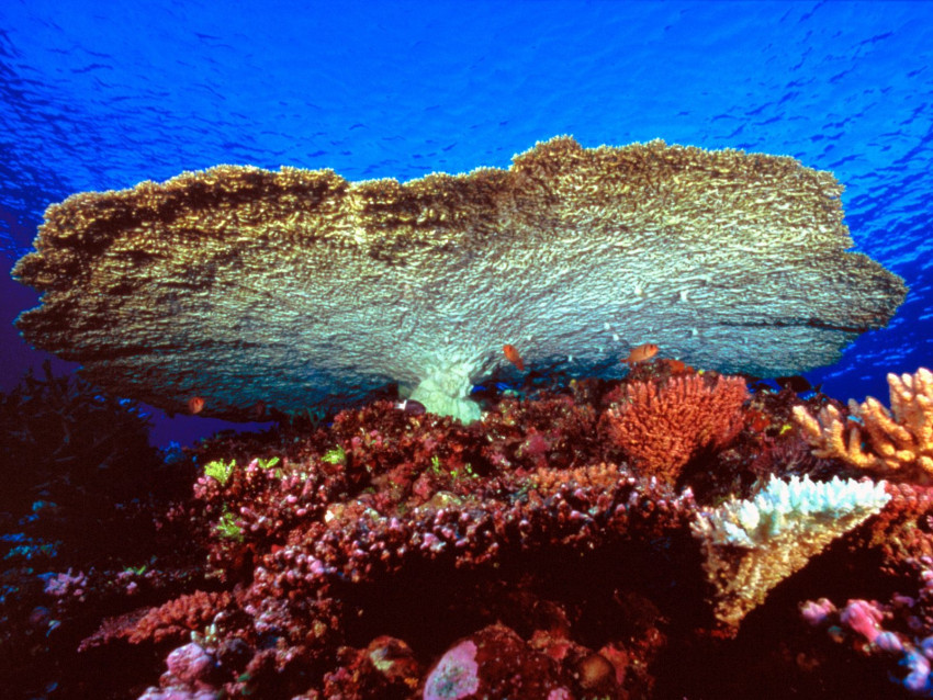 Tapeta Huge Table Coral.jpg