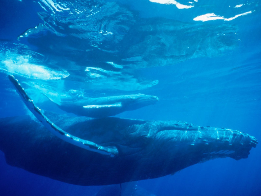Tapeta Humpback Whale, Hawaii.jpg