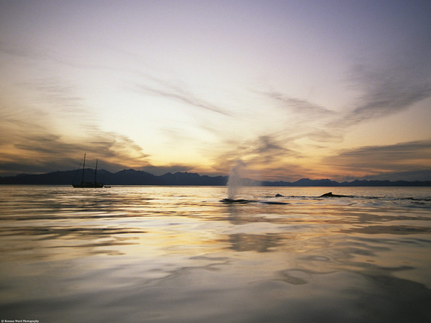 Tapeta Humpback Whales, Alaska.jpg