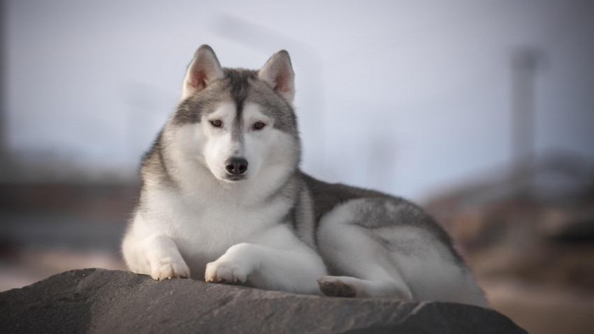 Tapeta Husky