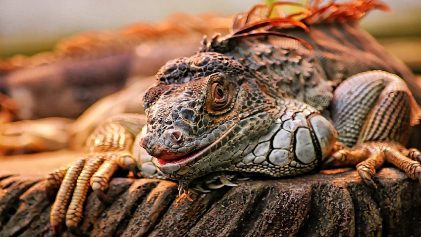 Tapeta iguana