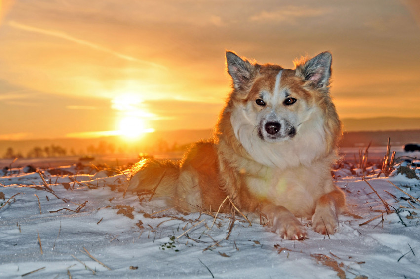 Tapeta Islandia i pies na śniegu