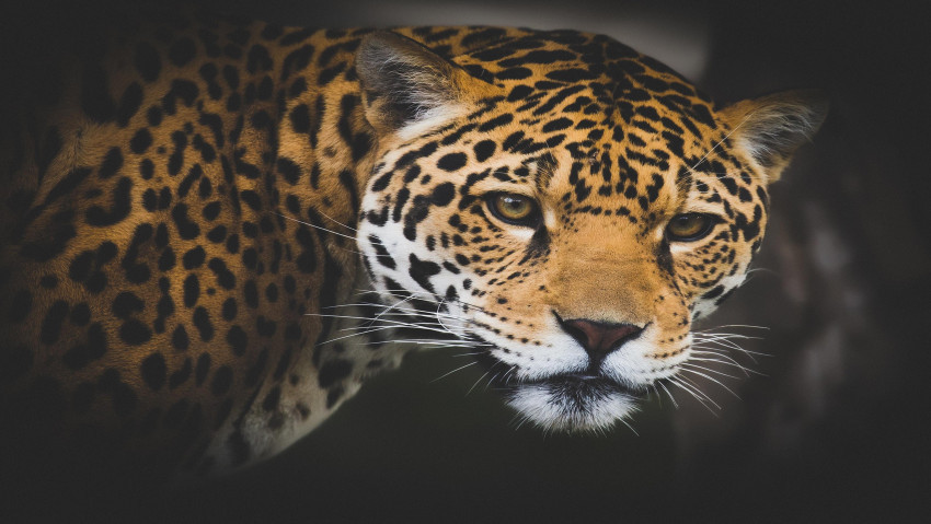 Tapeta Jaguar (2)