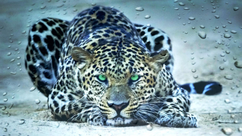 Tapeta Jaguar