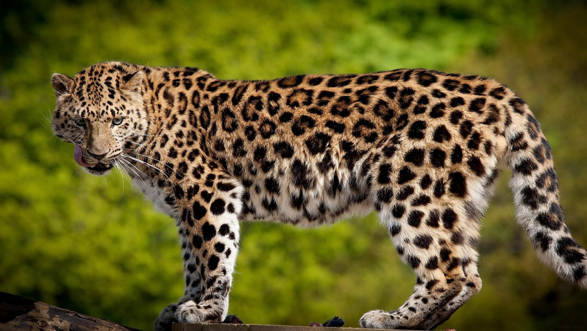 Tapeta Jaguar