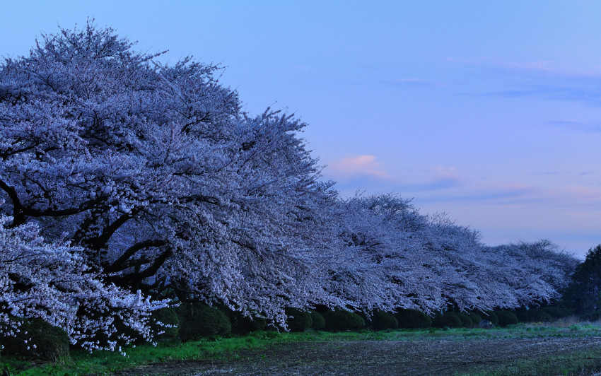 Tapeta Japonia (113).jpg