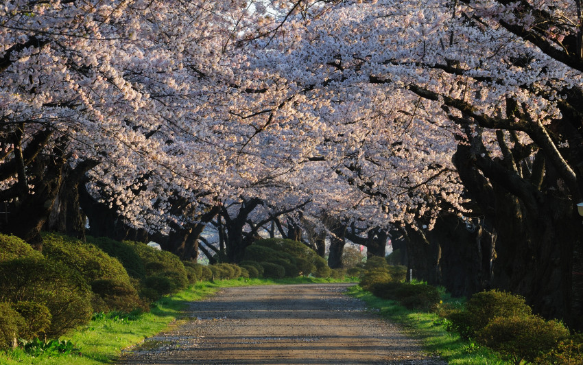 Tapeta Japonia (219).jpg