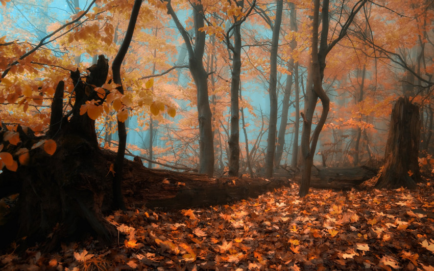 Tapeta Jesienią w lesie