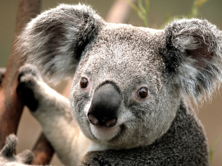 Tapeta Koala