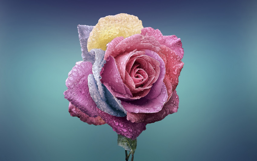 Tapeta Kolorowa róża