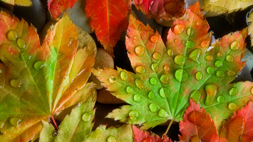 Tapeta Kolorowe liście