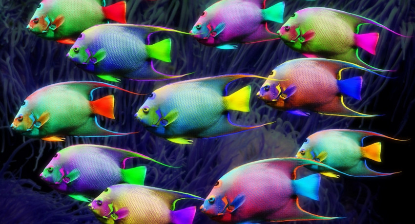 Tapeta kolorowe rybki