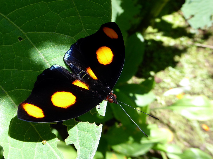 Tapeta Kolorowy motyl przysiadł na liściu