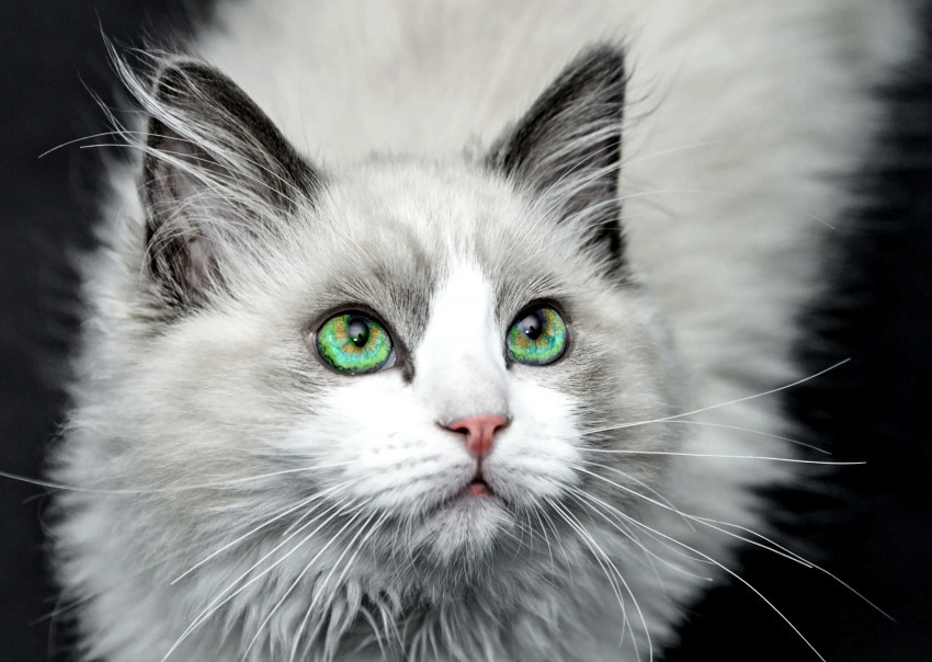 Tapeta Kot i jego zielone oczy
