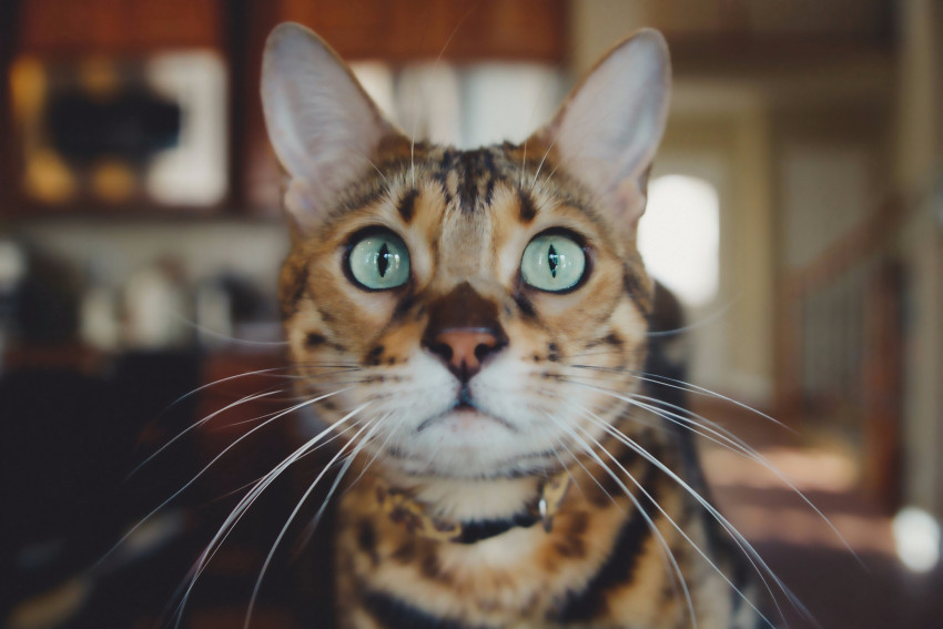 Tapeta Kot i jego zielone oczy
