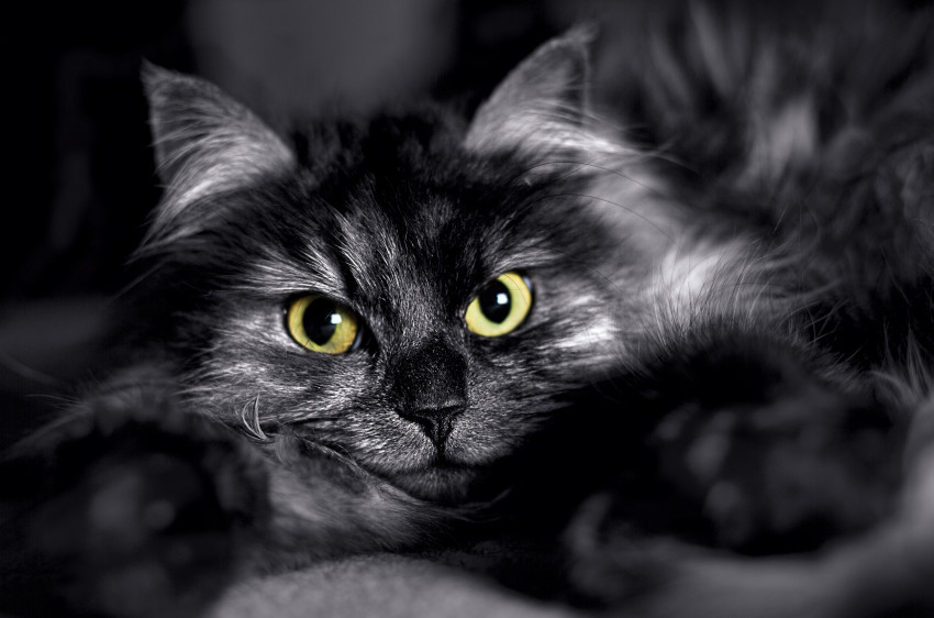Tapeta Kot i jego żółte oczy