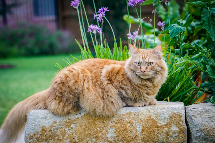 Tapeta Kot Maine Coon na kamieniu