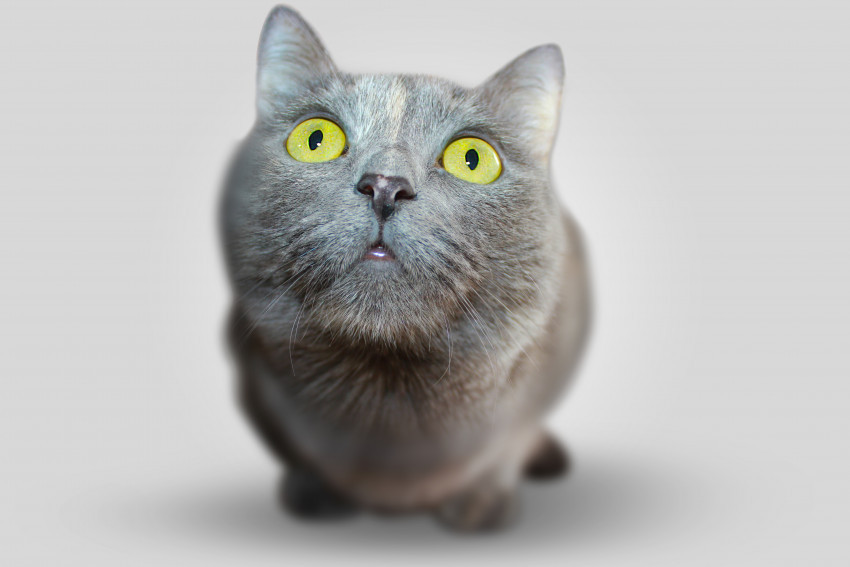 Tapeta Kot szary, Oczy żółte