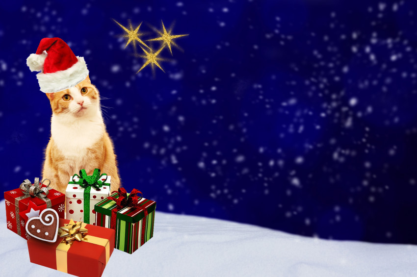 Tapeta Kot z prezentami w Boże Narodzenie