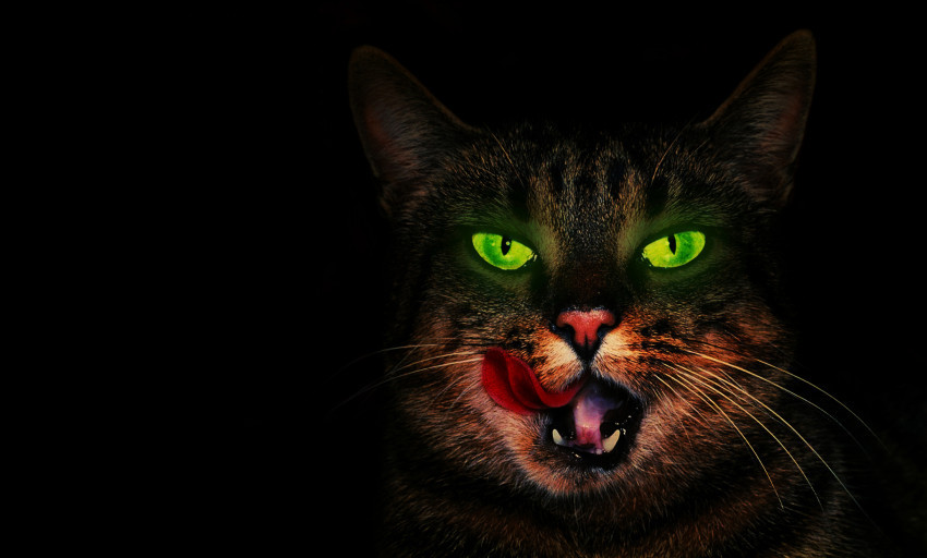 Tapeta Kot z zielonymi oczami