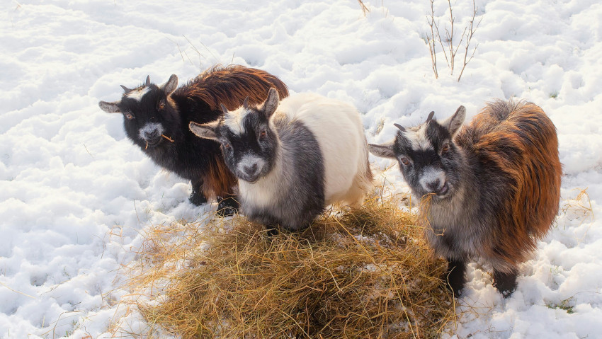 Tapeta Kozy jedzą siano na śniegu