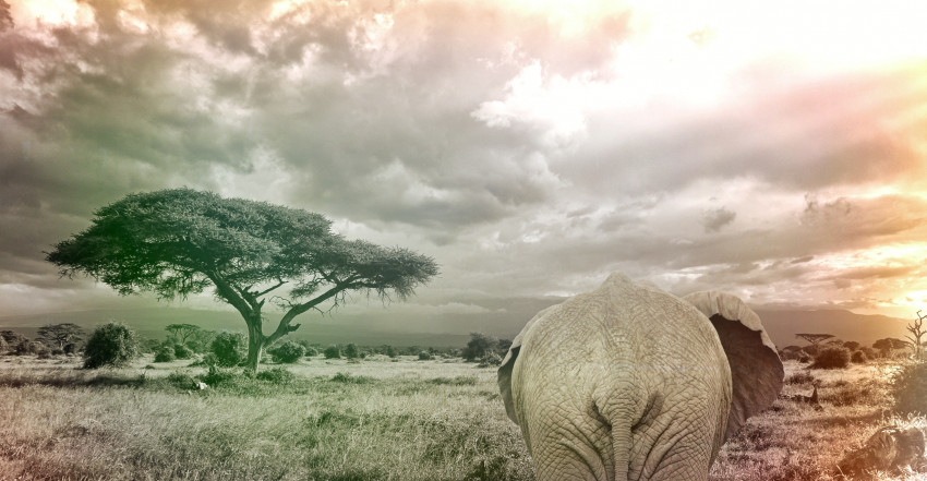 Tapeta Krajobraz na oazę ze słoniem