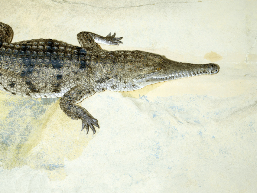 Tapeta krokodyl (5).jpg