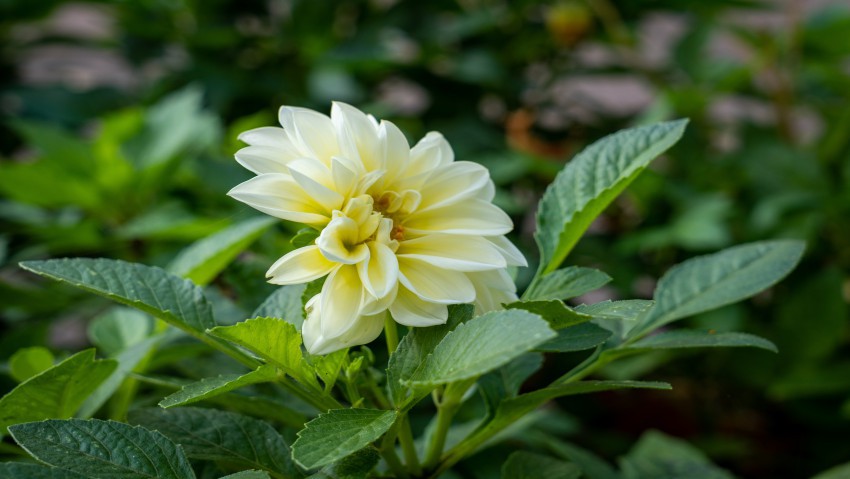 Tapeta Kwiat (5)