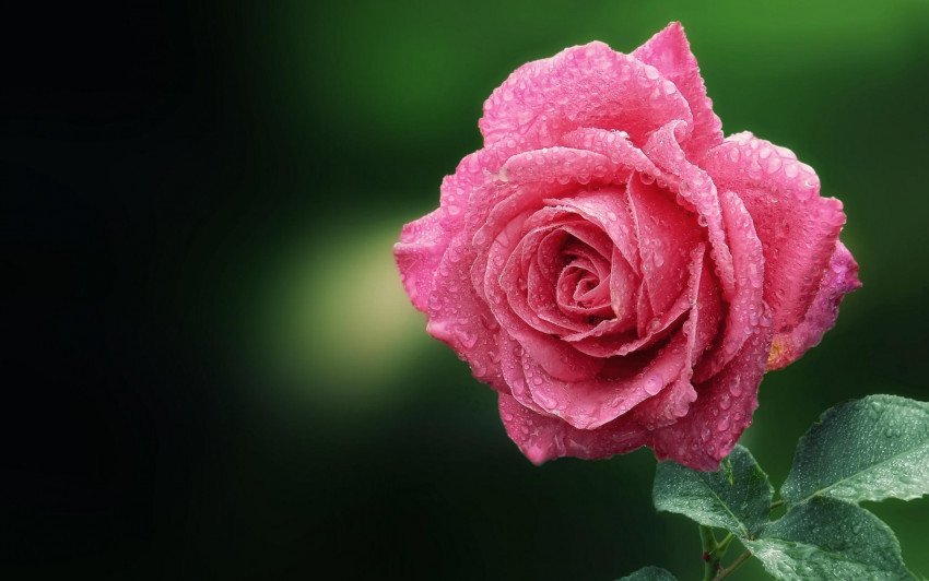 Tapeta Kwiat róży z rosą