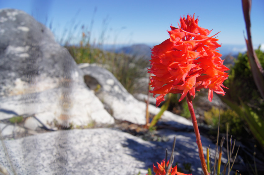 Tapeta Kwiat z Tafelberg
