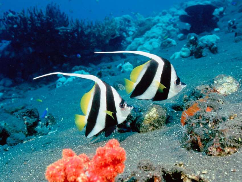 Tapeta Long-Fin Bannerfish, Indonesia.jpg